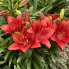 Vibrant Red Flowers with Green Leaves on Dark Background