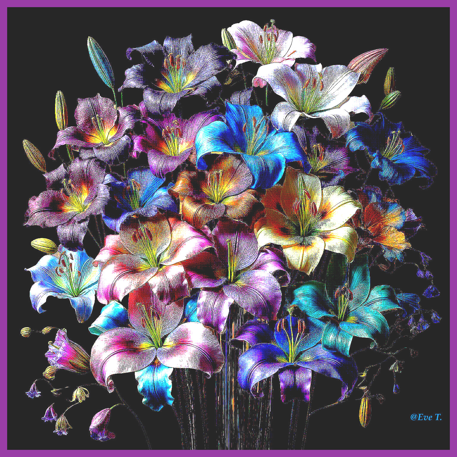 Vibrant Multicolored Lilies Against Black Background