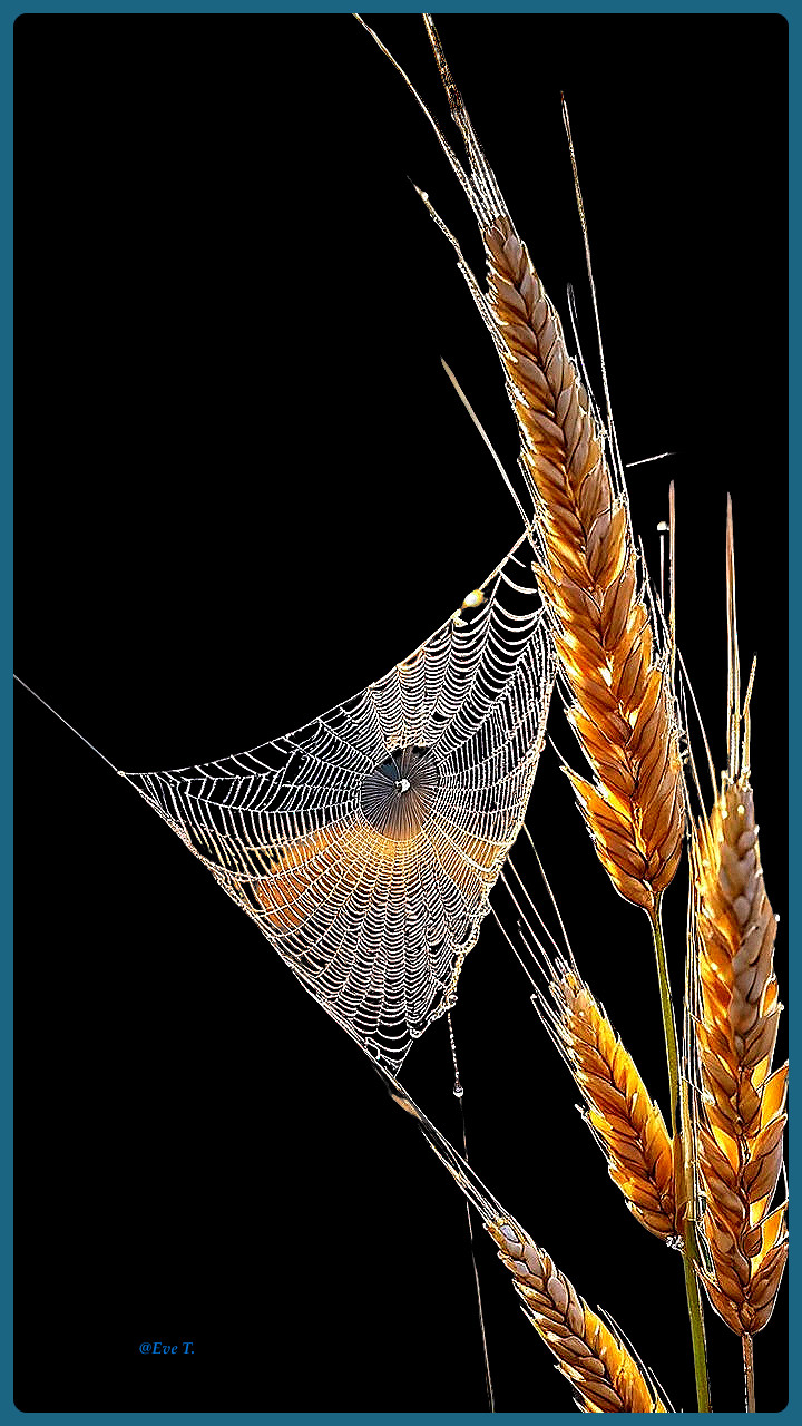 Delicate Spiderweb Among Wheat Stalks in Dark Background