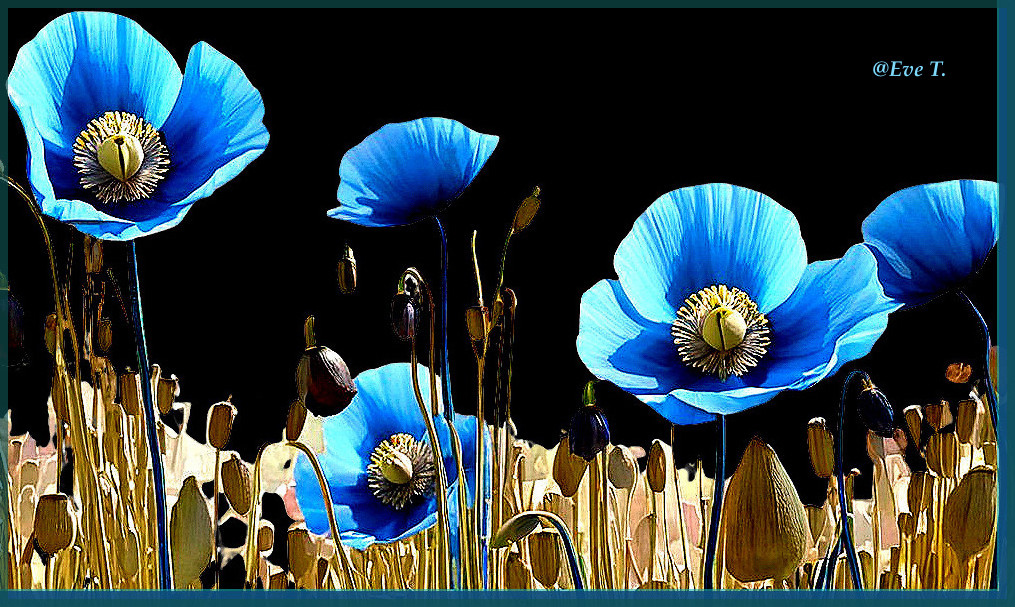 Vibrant Blue Flowers Against Dark Background