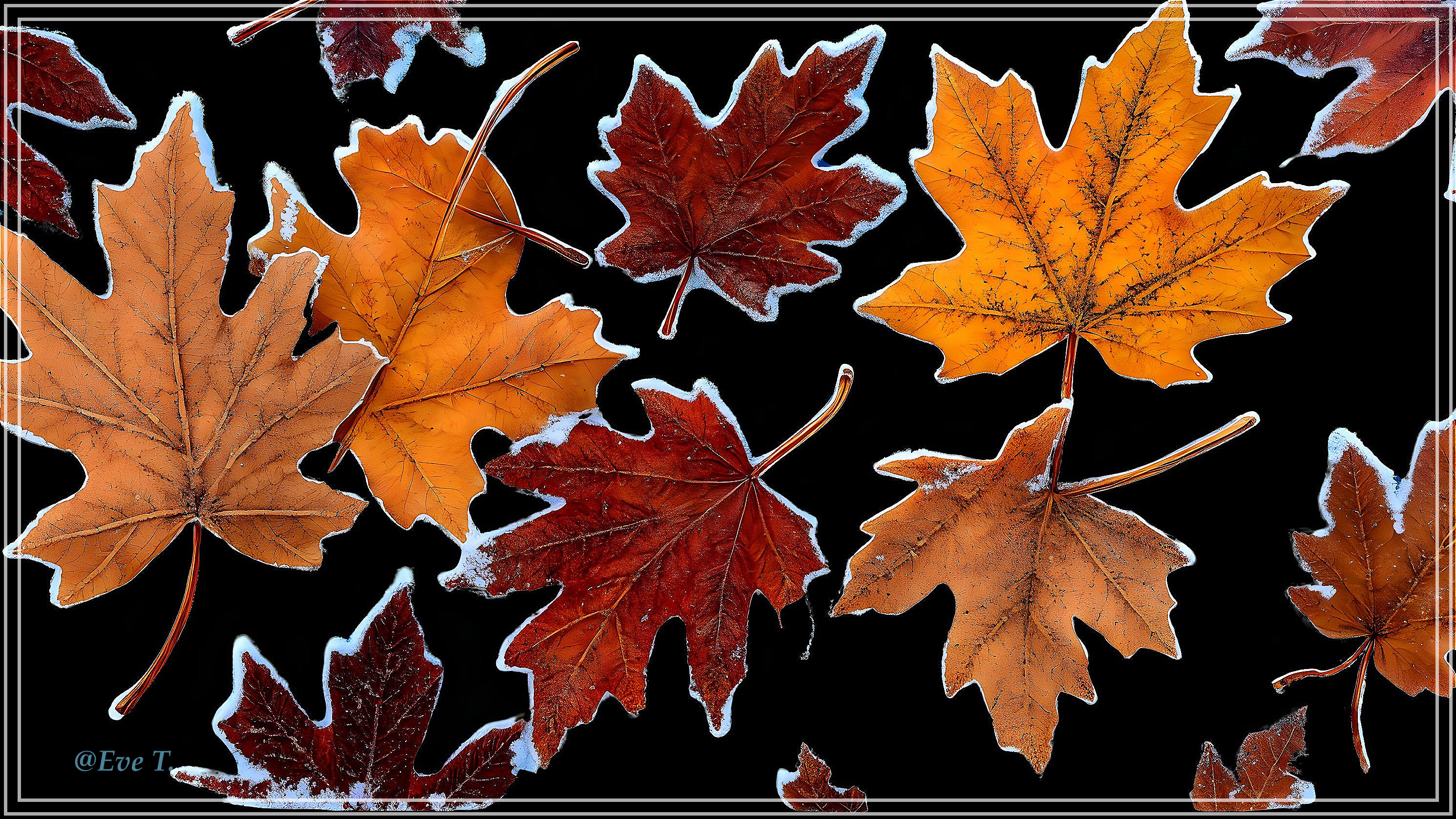 Autumn Leaves in Vibrant Hues Against Dark Background