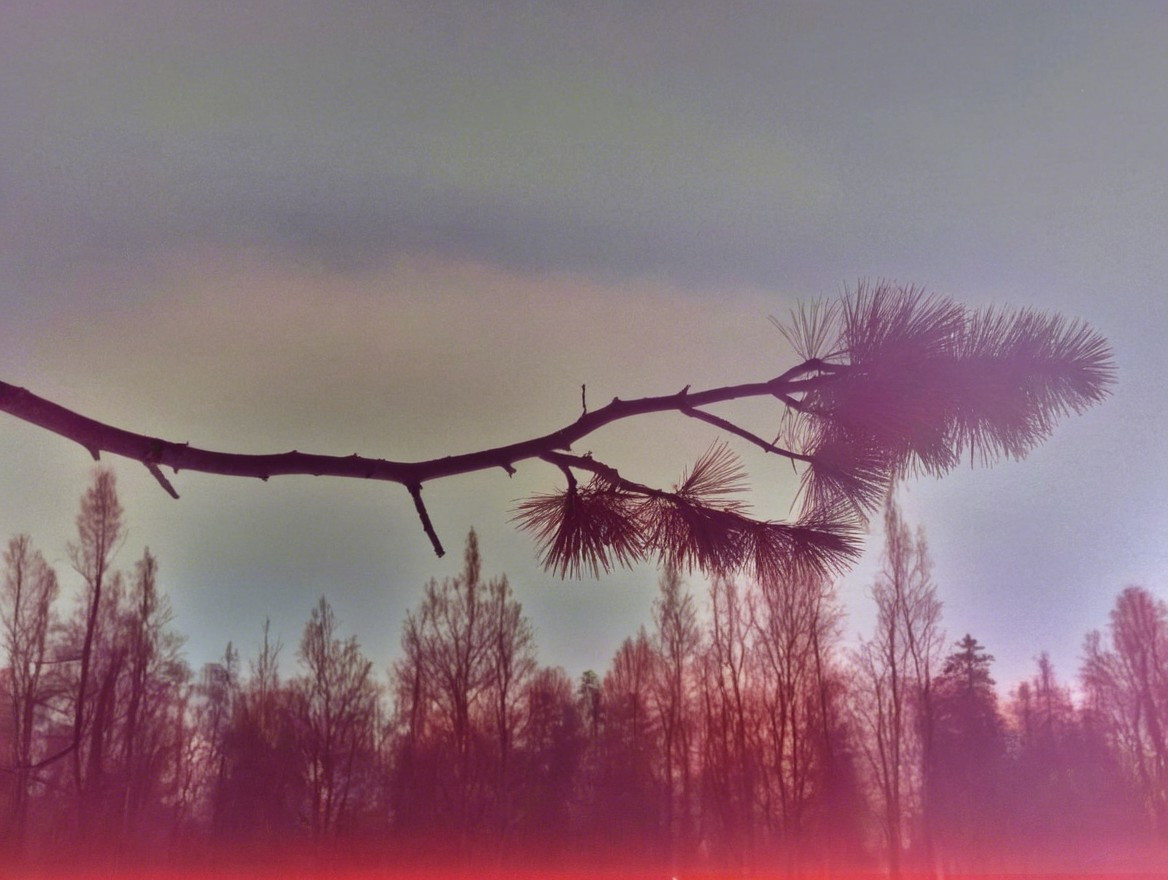Lone Branch with Pine Needles Against Twilight Sky