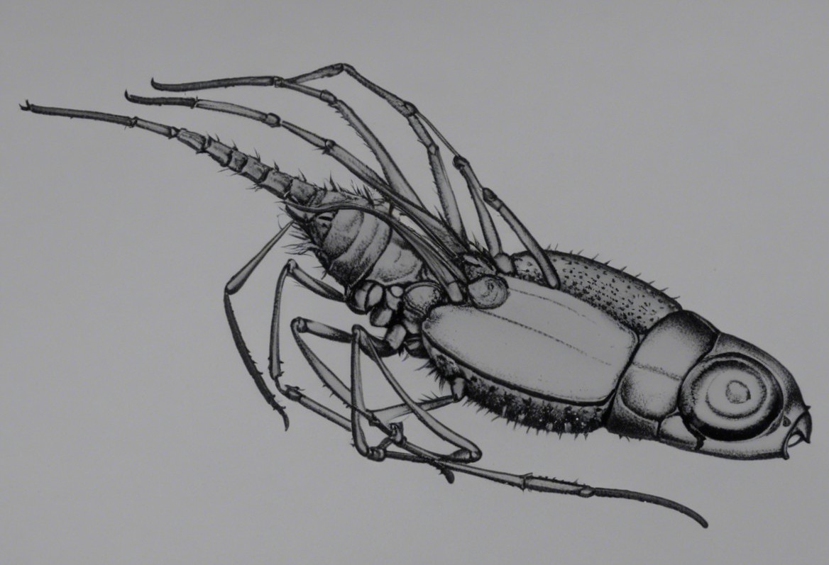 Monochromatic Illustration of Detailed Insect Anatomy