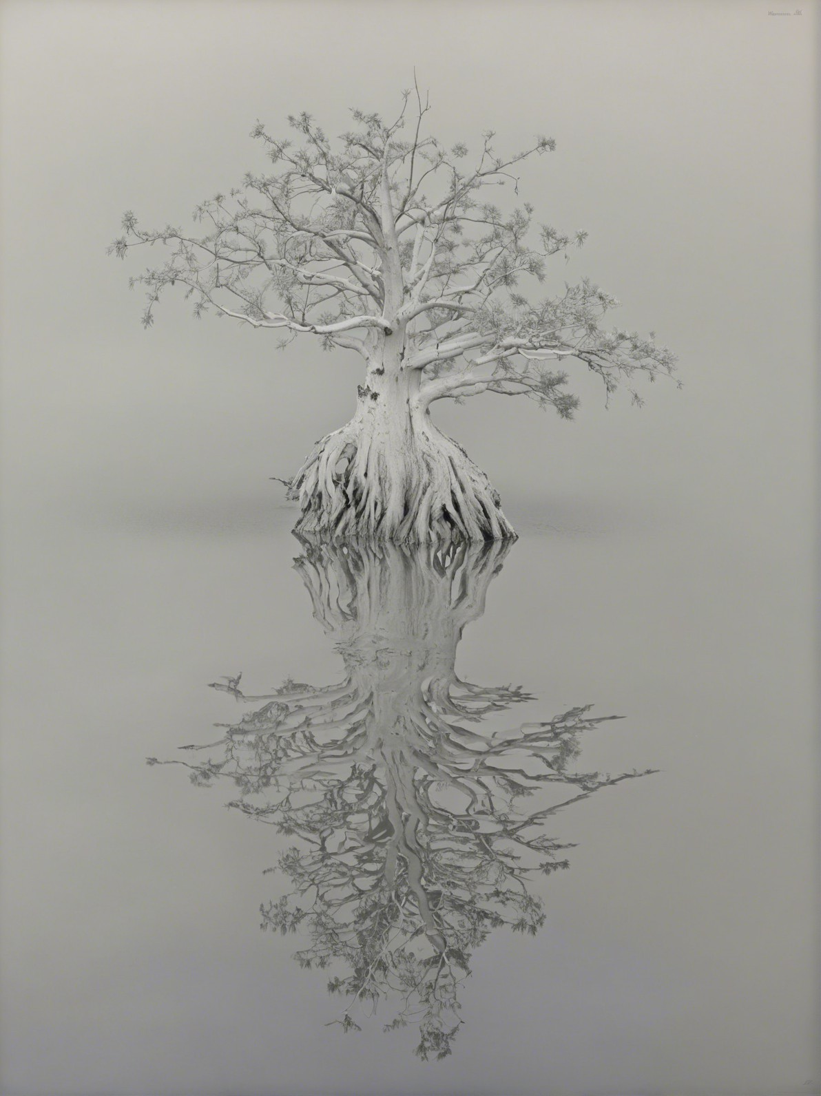 Monochromatic Photo of a White Tree and Reflection