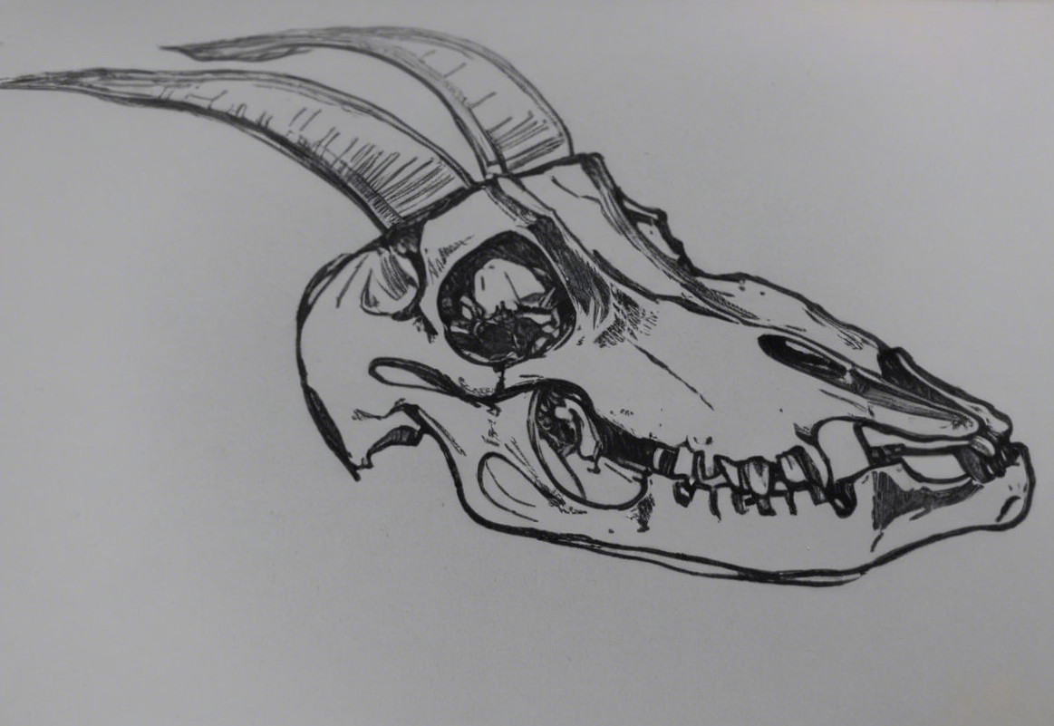 Detailed Ink Sketch of Goat Skull with Curved Horns