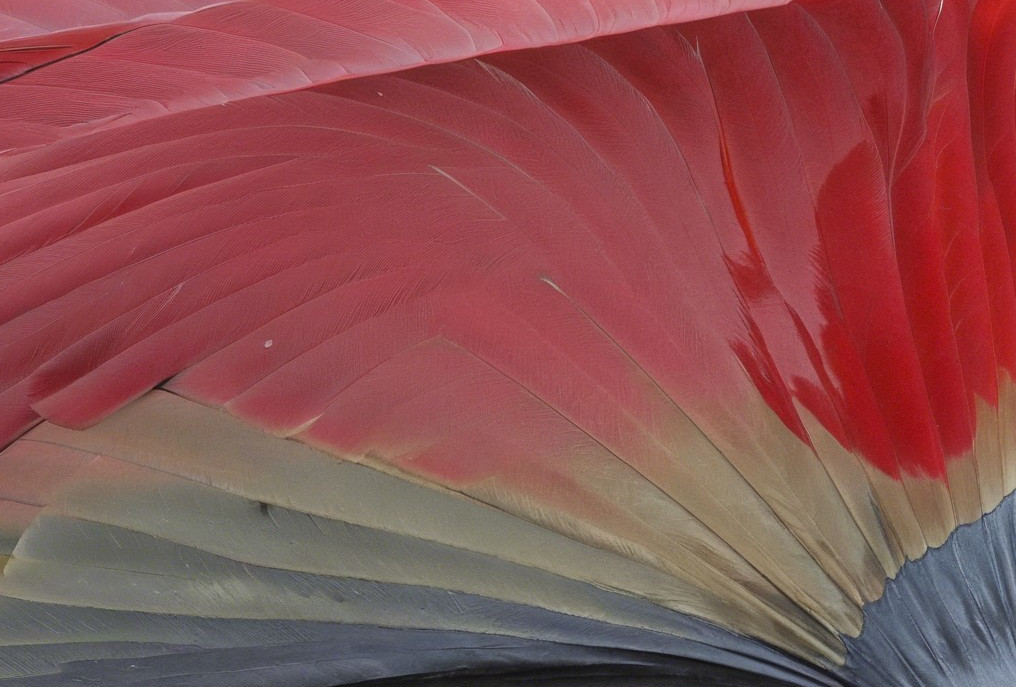 Close-Up of Vibrant Red to Gray Feather Gradient