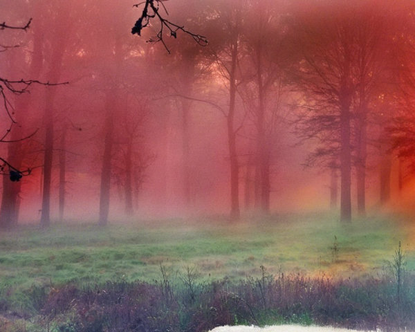 Mysterious Forest Scene with Swirling Mist and Light