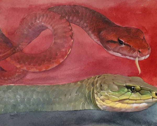 Watercolor Painting of Two Snakes on Red Background
