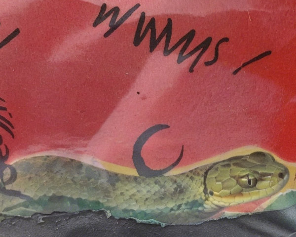 Close-Up of Snake with Smooth Scales and Coloration