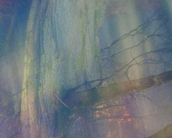 Ethereal Tree Scene in Misty Abstract Background