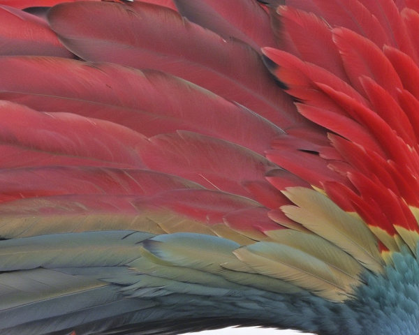 Vibrant Red Feathers with Yellow and Green Tips