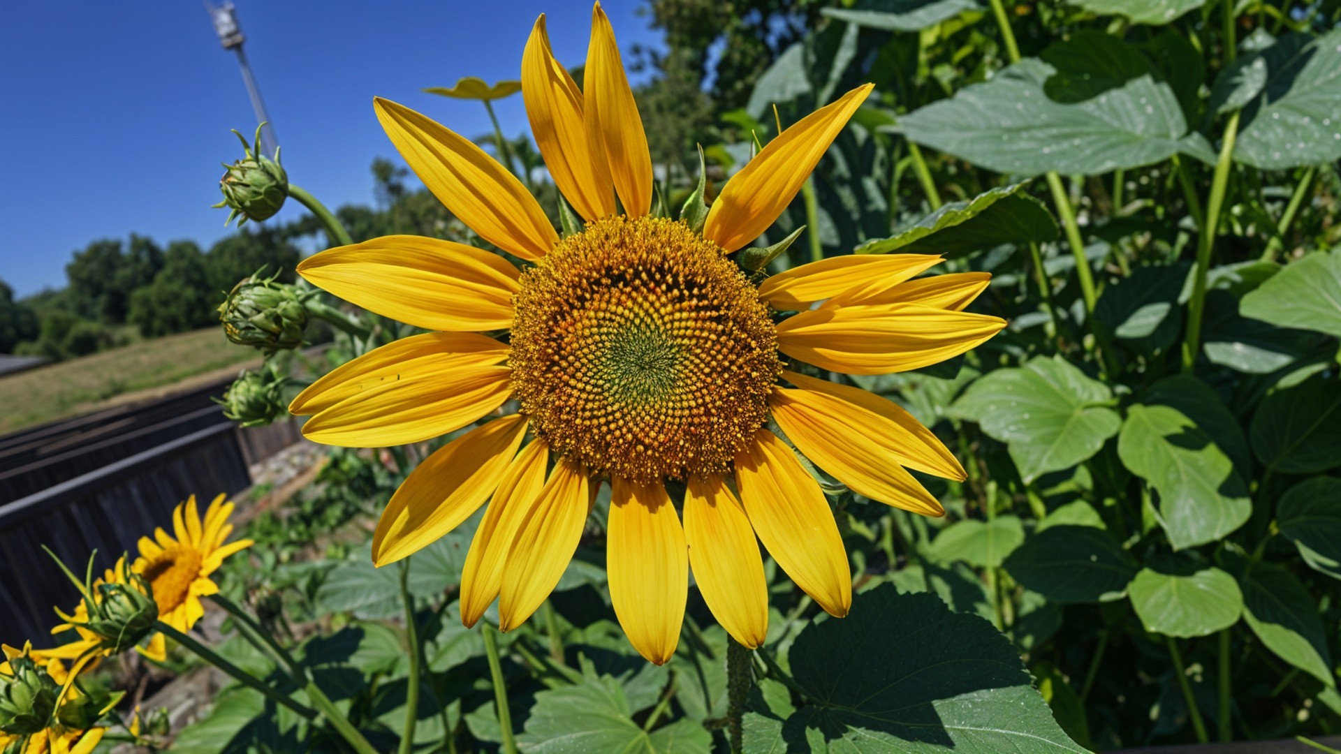 Vibrant Sunflower Against Blue Sky in Rural Setting