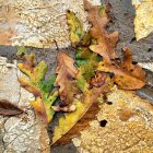 Colorful Nuts, Pebbles, and Seeds on Beige Surface