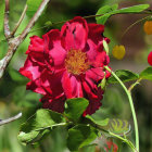 Vibrant Illustration of Red Flower with Green Leaves