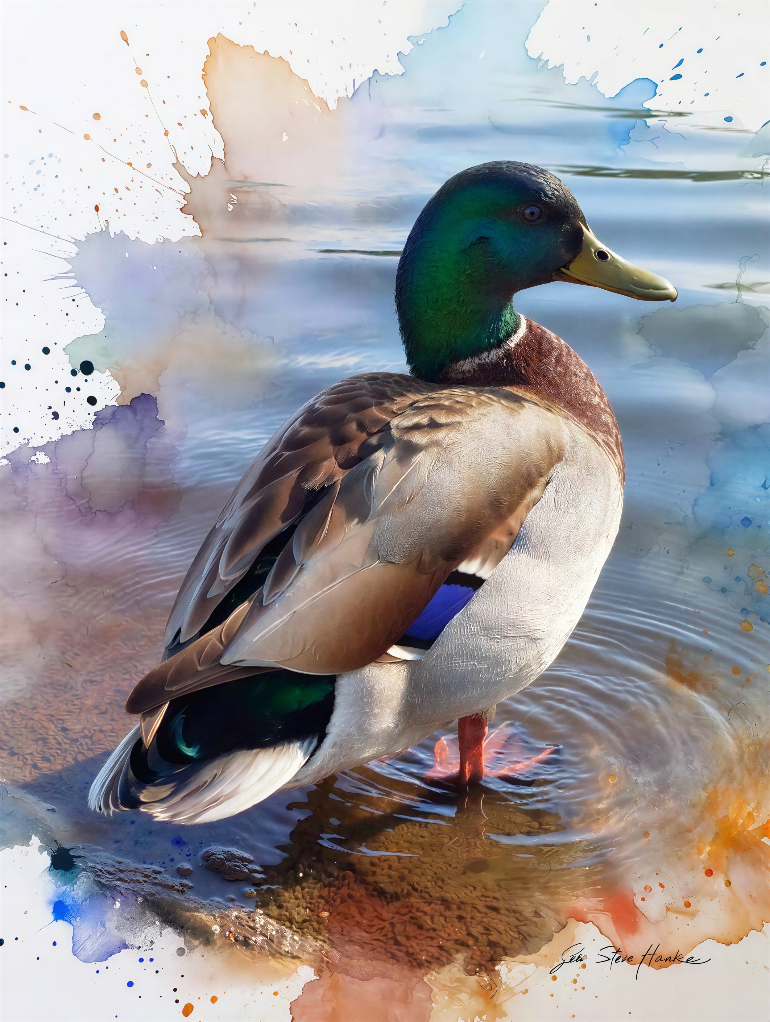 Vibrant Watercolor Painting of a Mallard Duck Wading