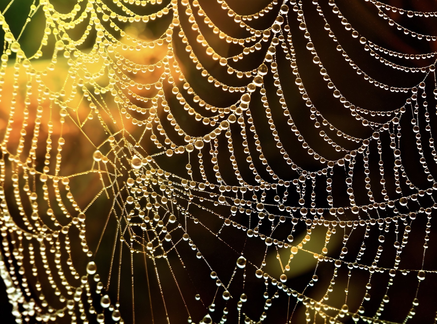 Delicate Spider Web with Water Droplets and Sunlight