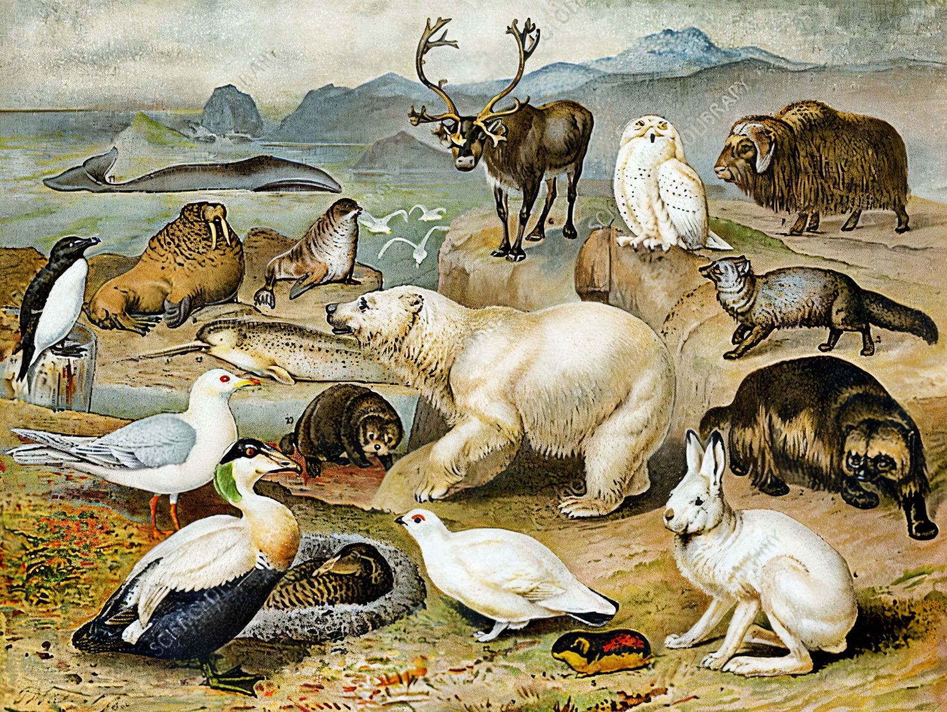 Vintage Illustration of Arctic and Sub-Arctic Animals