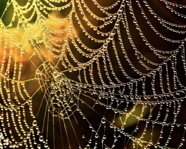 Delicate Spider Web with Water Droplets and Sunlight