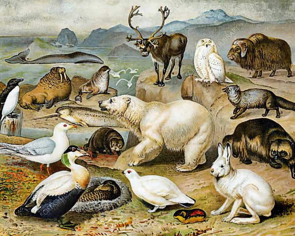 Vintage Illustration of Arctic and Sub-Arctic Animals