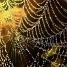 Delicate Spider Web with Water Droplets and Sunlight